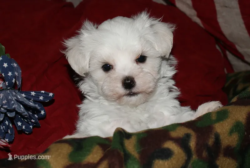 Fred – Maltese puppy for sale in Billings, MO