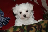 Fred, a male Maltese for sale in Billings, MO – 1 of 10