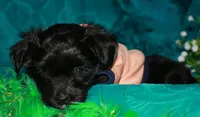 Frank, a male Morkie for sale in Billings, MO – 6 of 10