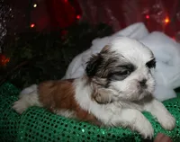 Buster, a male Shih Tzu for sale in Billings, MO – 4 of 9