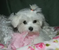 Farrah, a female Maltese for sale in Billings, MO – 4 of 9