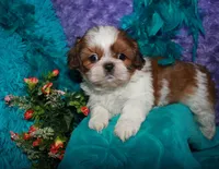 Jolene, a female Shih Tzu for sale in Billings, MO – 2 of 9