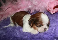Jolene, a female Shih Tzu for sale in Billings, MO – Photo 1 of 9