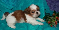 Jolene, a female Shih Tzu for sale in Billings, MO – 7 of 9