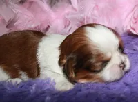 Jolene, a female Shih Tzu for sale in Billings, MO – Photo 5 of 9