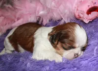 Jolene, a female Shih Tzu for sale in Billings, MO – Photo 7 of 9