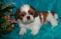 Jolene, a female Shih Tzu for sale in Billings, MO – 4 of 9