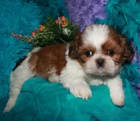 Jolene, a female Shih Tzu for sale in Billings, MO – 5 of 9