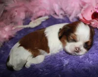 Jolene, a female Shih Tzu for sale in Billings, MO – Photo 3 of 9