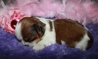 Jolene, a female Shih Tzu for sale in Billings, MO – Photo 9 of 9