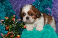 Jolene, a female Shih Tzu for sale in Billings, MO – 6 of 9