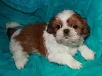 Jolene, a female Shih Tzu for sale in Billings, MO – 3 of 9