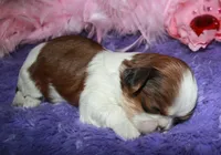 Jolene, a female Shih Tzu for sale in Billings, MO – Photo 6 of 9