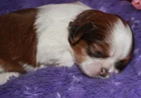 Jolene, a female Shih Tzu for sale in Billings, MO – Photo 8 of 9