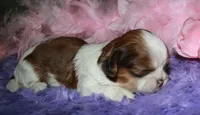 Jolene, a female Shih Tzu for sale in Billings, MO – Photo 4 of 9