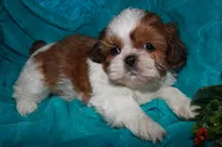 Jolene, a female Shih Tzu for sale in Billings, MO – 9 of 9
