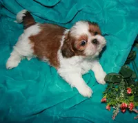 Jolene, a female Shih Tzu for sale in Billings, MO – 1 of 9