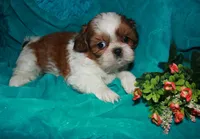 Jolene, a female Shih Tzu for sale in Billings, MO – 8 of 9
