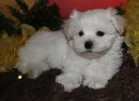 Justin, a male Maltese for sale in Billings, MO – 2 of 10