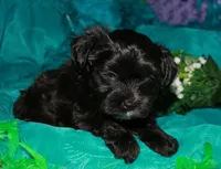 Frank, a male Morkie for sale in Billings, MO – 4 of 10