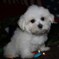 Stumpy, a male Maltese for sale in Billings, MO – 3 of 7