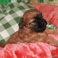 Coco, a female Shihpoo for sale in Billings, MO – Photo 2 of 2