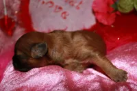 Coco, a female Shihpoo for sale in Billings, MO – Photo 8 of 8