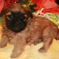 Coco, a female Shihpoo for sale in Billings, MO – Photo 1 of 2