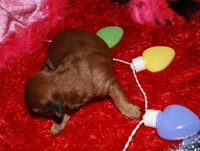 Coco, a female Shihpoo for sale in Billings, MO – Photo 7 of 8