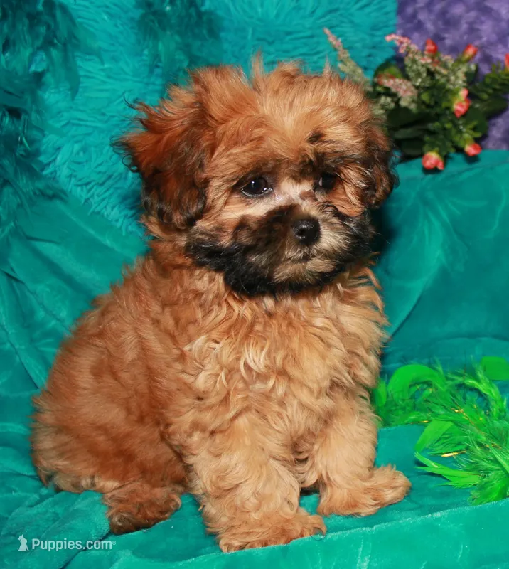 Coco – Shihpoo puppy for sale in Billings, MO