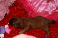 Coco, a female Shihpoo for sale in Billings, MO – Photo 4 of 8