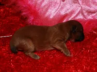 Coco, a female Shihpoo for sale in Billings, MO – Photo 6 of 8