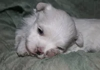 Stumpy, a male Maltese for sale in Billings, MO – 4 of 10