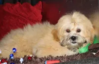 Luke, a male Shihpoo for sale in Billings, MO – 9 of 9