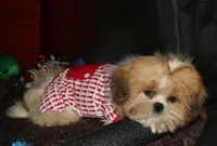 MoJo, a male Shih Tzu for sale in Billings, MO – 5 of 6