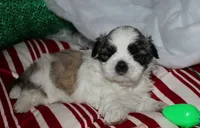 Charlie, a male Shih Tzu for sale in Billings, MO – 2 of 9