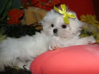 Myrtle, a female Maltese for sale in Billings, MO – 8 of 9