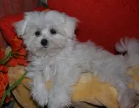Chester, a male Maltese for sale in Billings, MO – 2 of 9