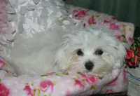 Farrah, a female Maltese for sale in Billings, MO – 5 of 9