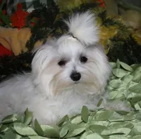 Chester, a male Maltese for sale in Billings, MO – 3 of 9