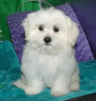 Shiloh , a female Shihpoo for sale in Billings, MO – 2 of 10