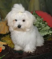 Fred, a male Maltese for sale in Billings, MO – 5 of 8