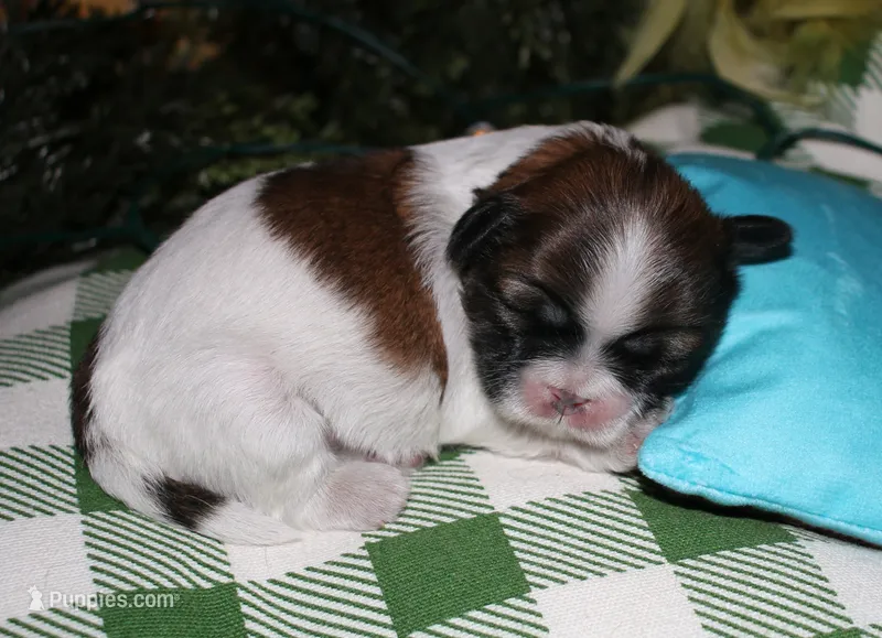 Bear – Shih Tzu puppy for sale in Billings, MO