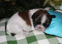 Bear, a male Shih Tzu for sale in Billings, MO – 1 of 9
