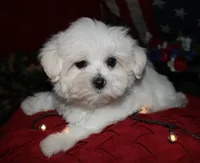 Stumpy, a male Maltese for sale in Billings, MO – 4 of 7