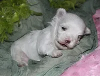 Bruiser, a male Maltese for sale in Billings, MO – 2 of 9
