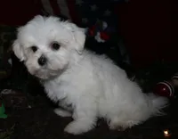 Stumpy, a male Maltese for sale in Billings, MO – 5 of 7