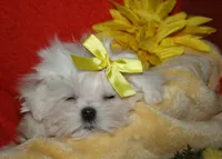 Myrtle, a female Maltese for sale in Billings, MO – 3 of 9