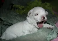Stumpy, a male Maltese for sale in Billings, MO – 5 of 10