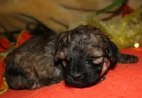 Theodore, a male Maltipoo for sale in Billings, MO – 6 of 9